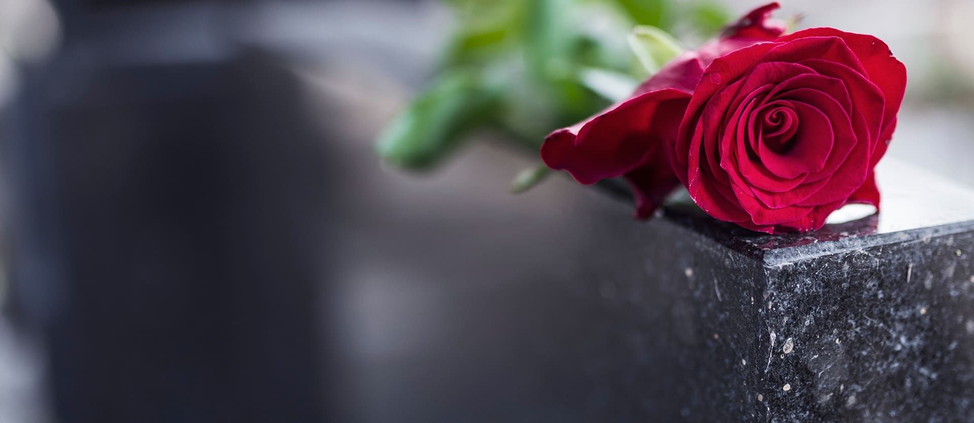 Rote Rose liegt auf dunklem Grabstein