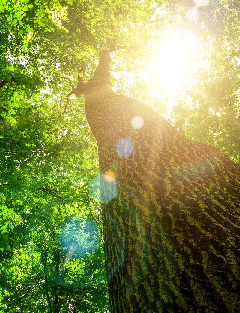 Baum von unten fotografiert